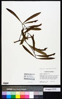 Asimina angustifolia image