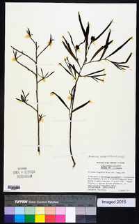 Asimina angustifolia image