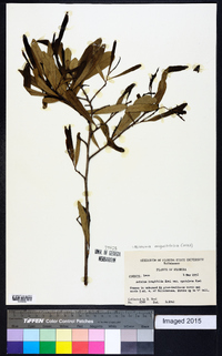 Asimina angustifolia image