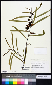 Asimina angustifolia image