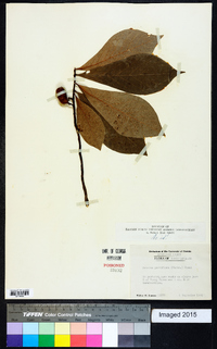 Asimina parviflora image