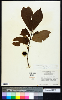 Asimina parviflora image