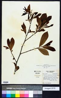 Asimina parviflora image