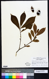 Asimina parviflora image