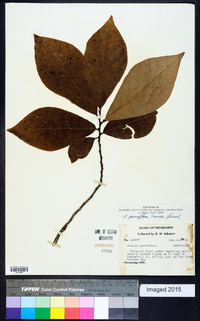 Asimina parviflora image