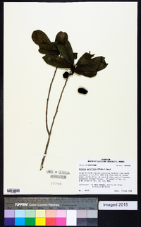 Asimina parviflora image