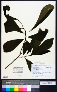 Asimina parviflora image