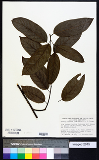 Cananga odorata image