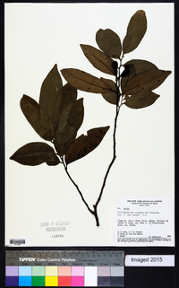 Cardiopetalum calophyllum image