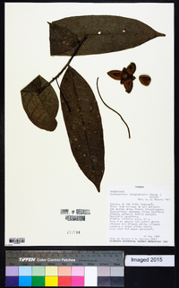 Image of Cymbopetalum lanugipetalum