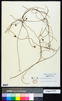 Cassytha filiformis image