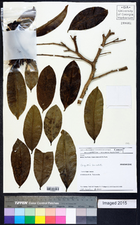 Duguetia lanceolata image