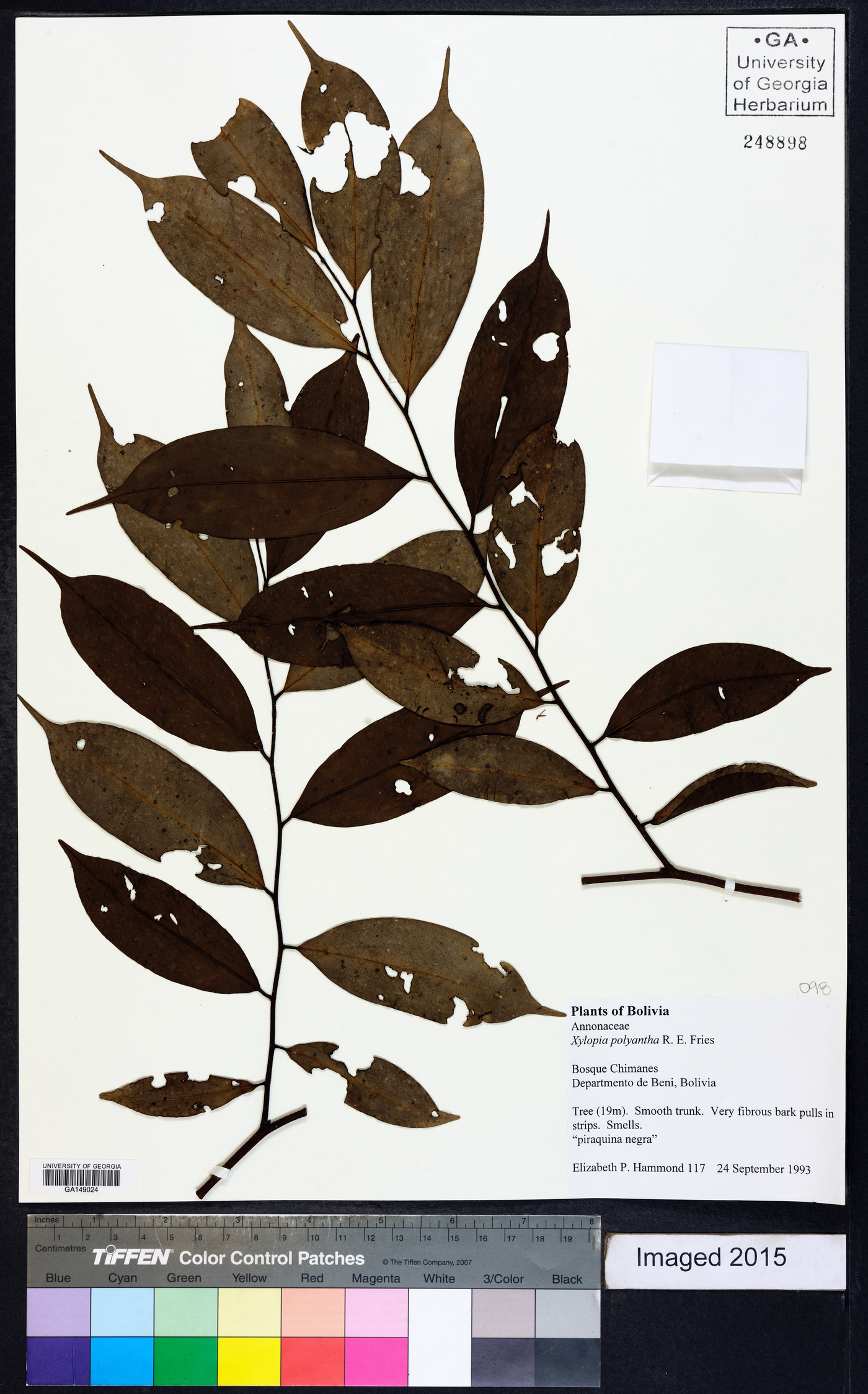 Xylopia polyantha image