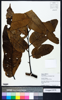 Virola surinamensis image