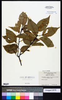 Cinnamomum camphora image