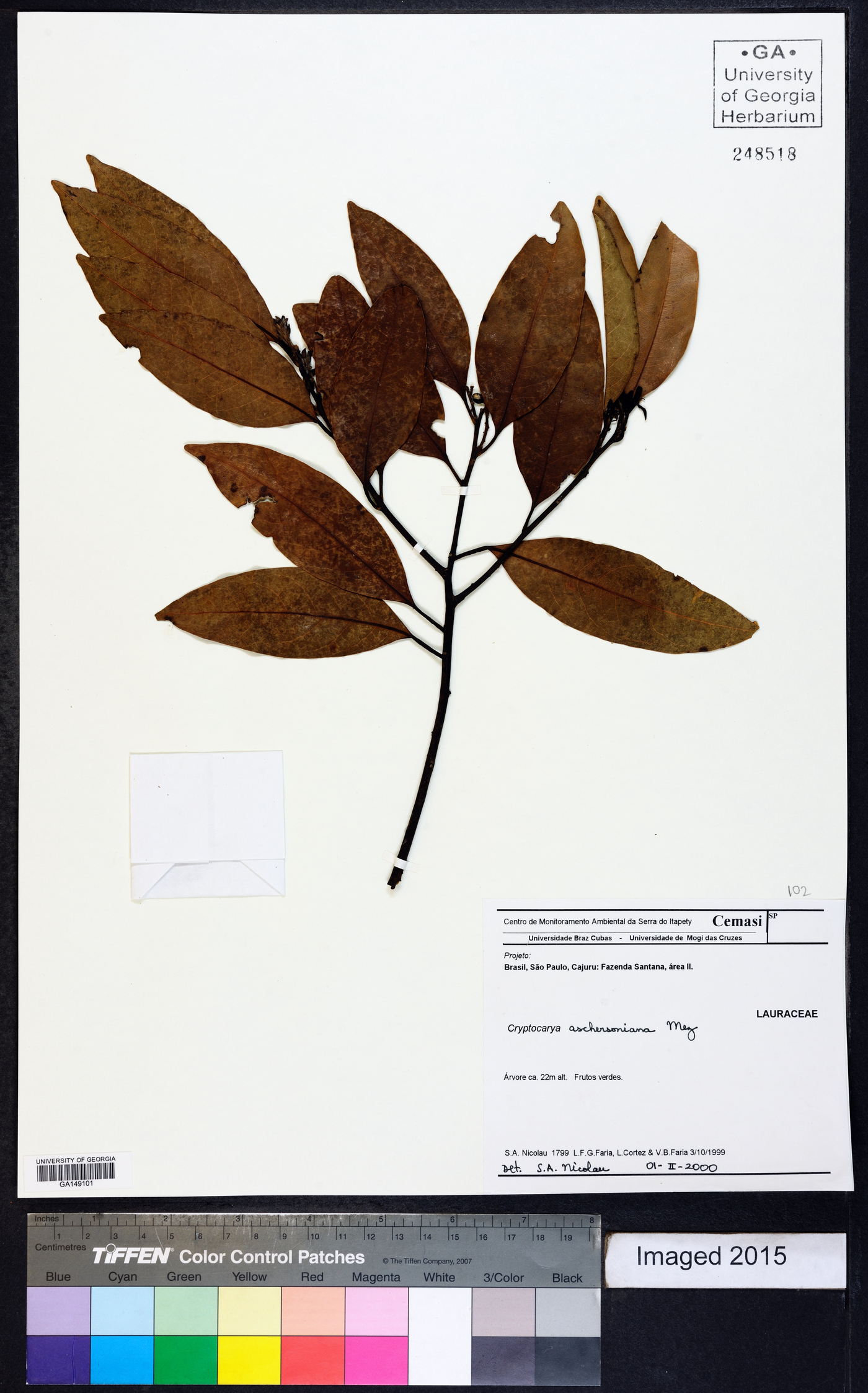 Cryptocarya aschersoniana image