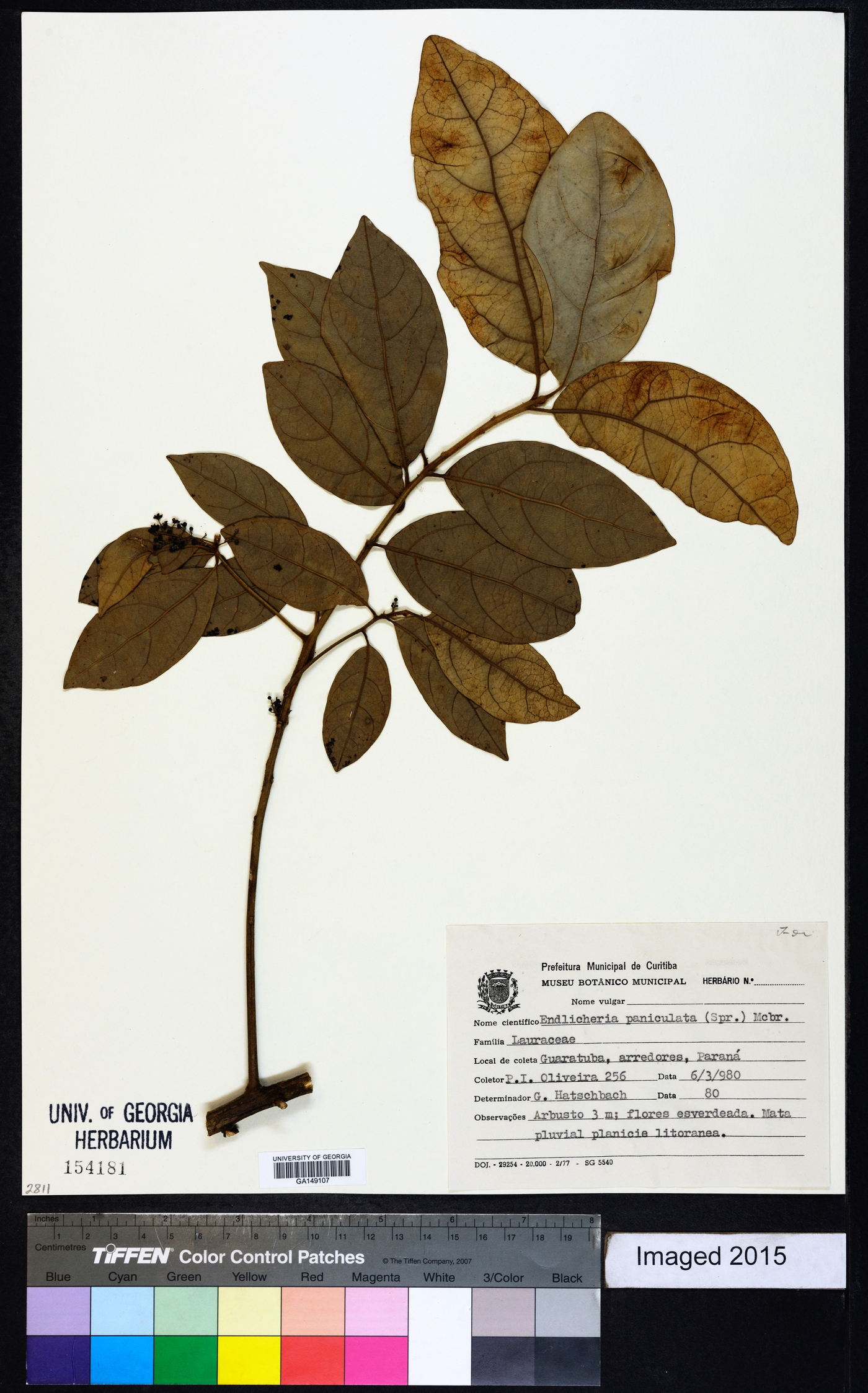 Endlicheria paniculata image