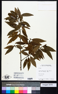 Image of Licaria salicifolia