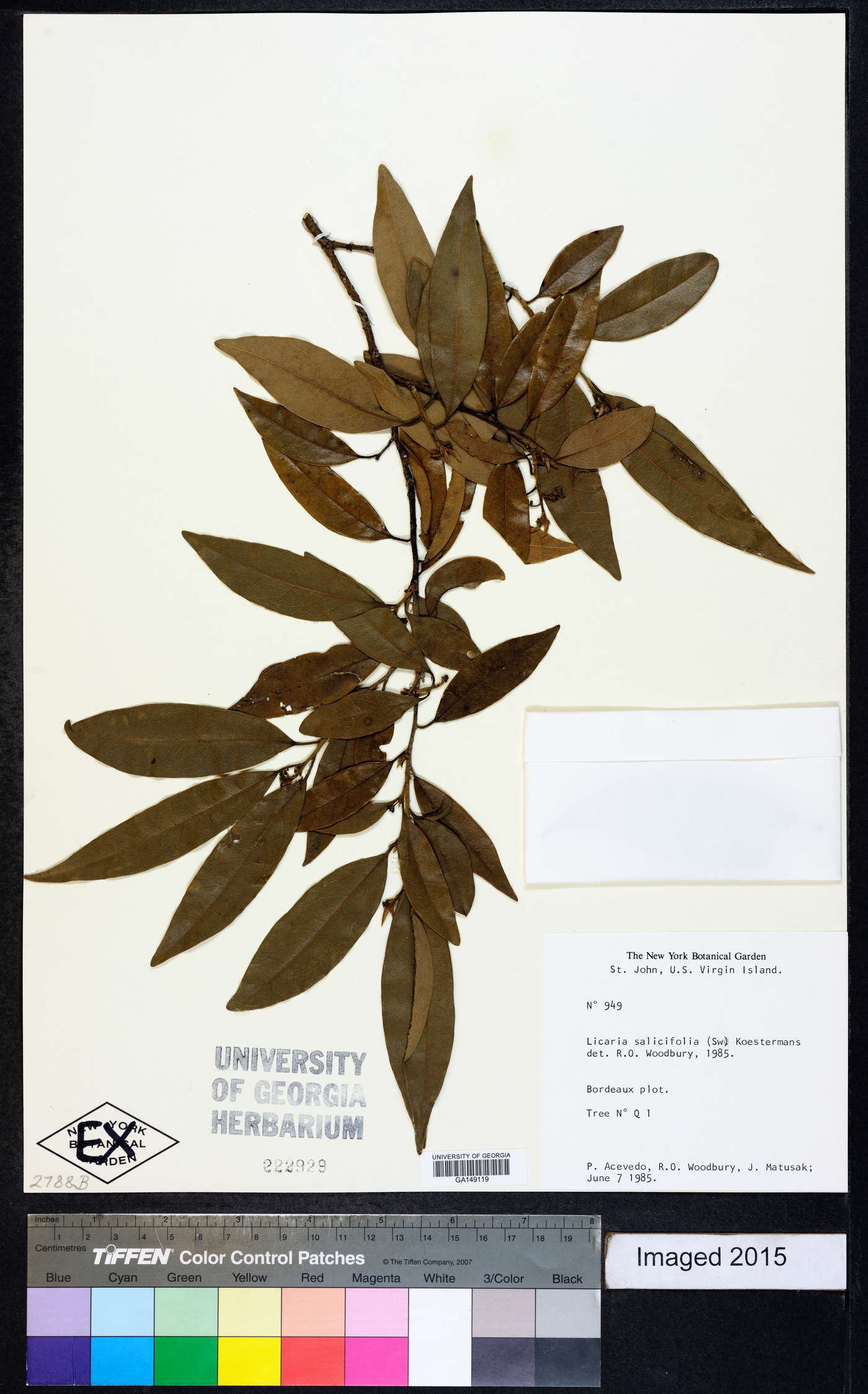 Licaria salicifolia image