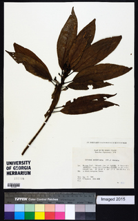 Litsea acuminata image