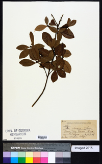 Litsea chinensis image