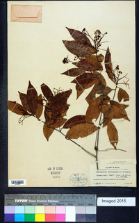 Nectandra coriacea image