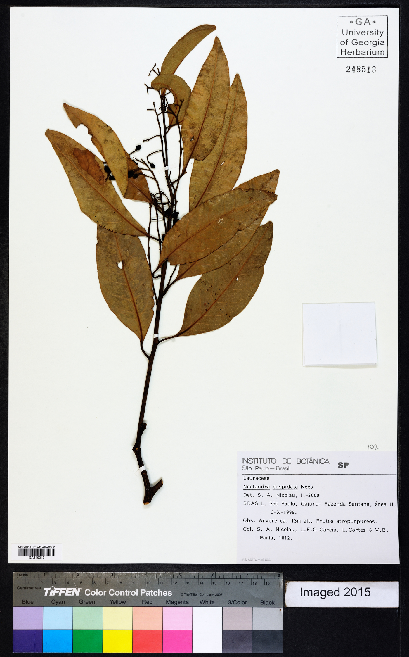 Nectandra cuspidata image