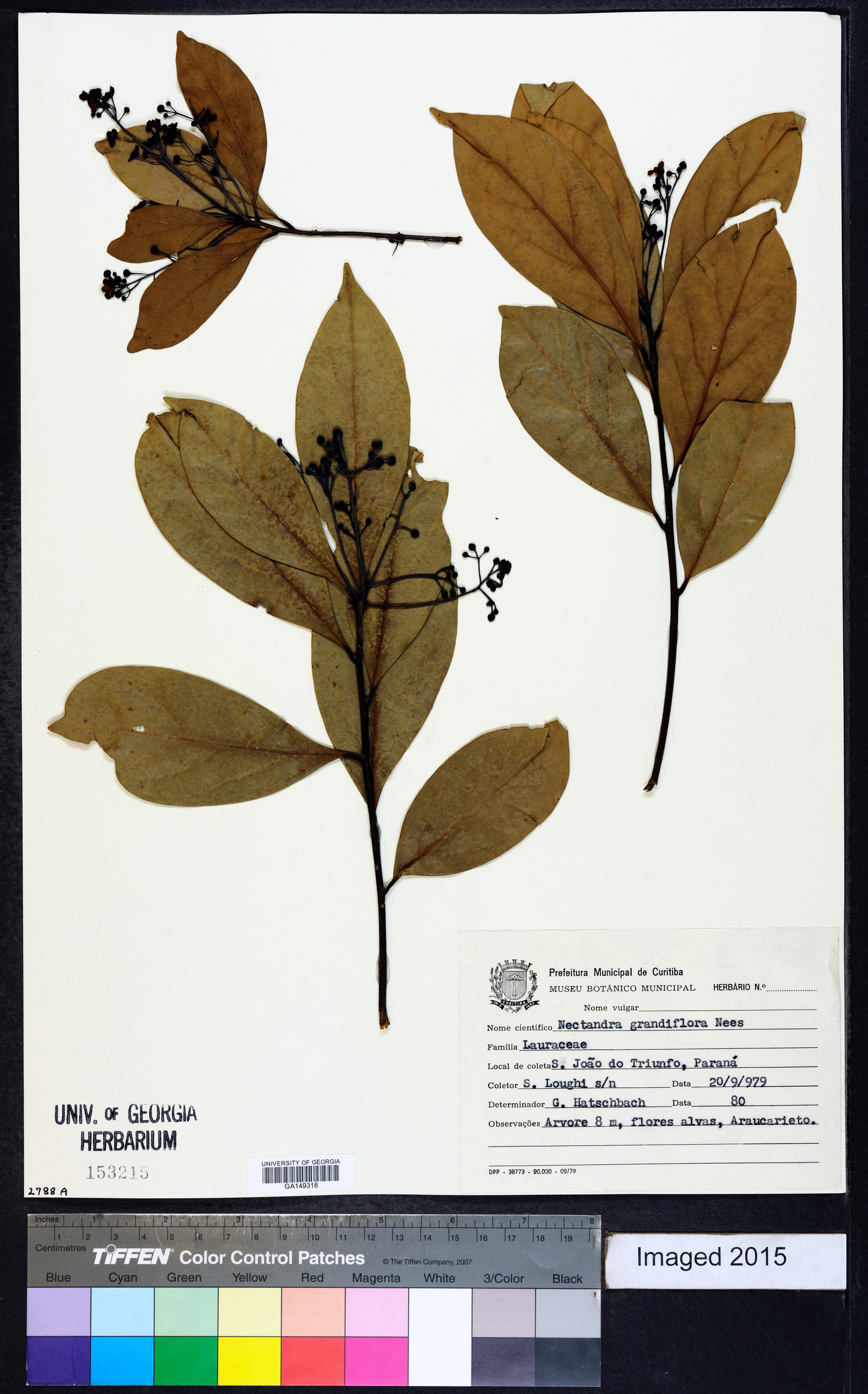 Nectandra grandiflora image