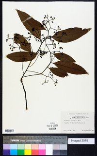 Nectandra turbacensis image