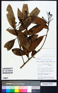 Nectandra turbacensis image