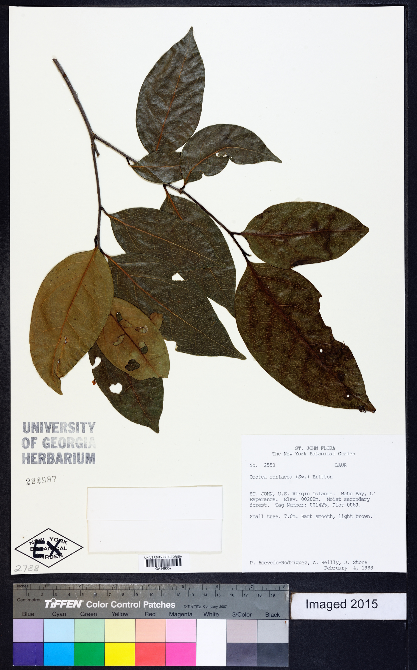 Ocotea coriacea image