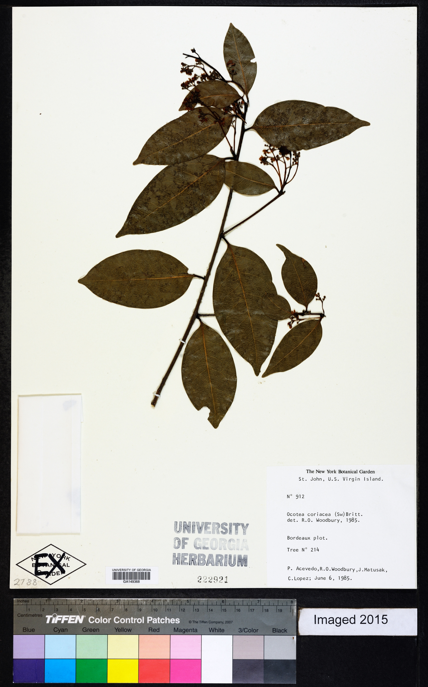 Ocotea coriacea image