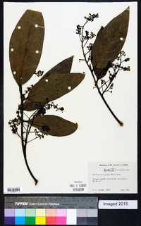 Ocotea leucoxylon image