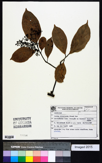 Ocotea divaricata image