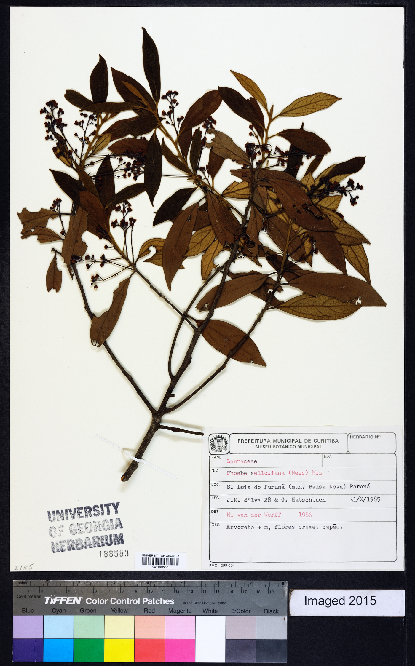 Cinnamomum sellowianum image