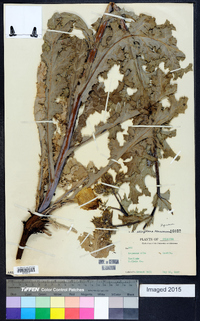 Argemone albiflora image