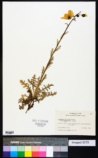 Argemone albiflora var. texana image