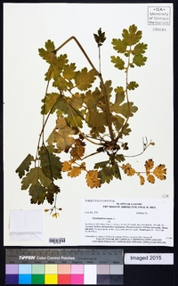 Chelidonium majus image