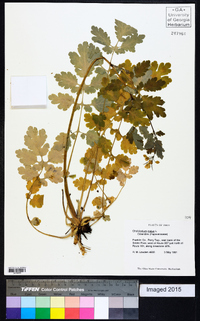 Chelidonium majus image