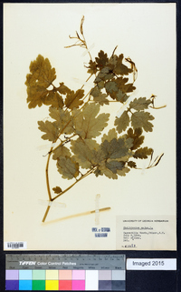 Chelidonium majus image