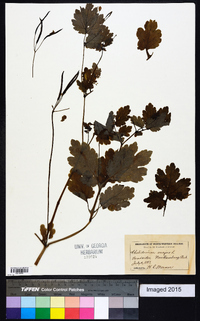 Chelidonium majus image