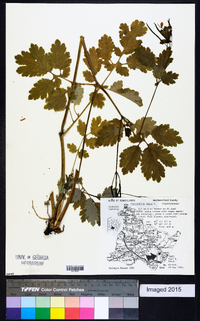 Chelidonium majus image