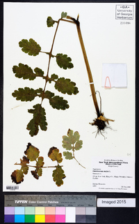 Chelidonium majus image