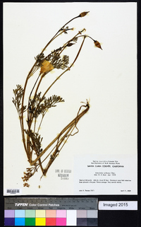 Eschscholzia californica image