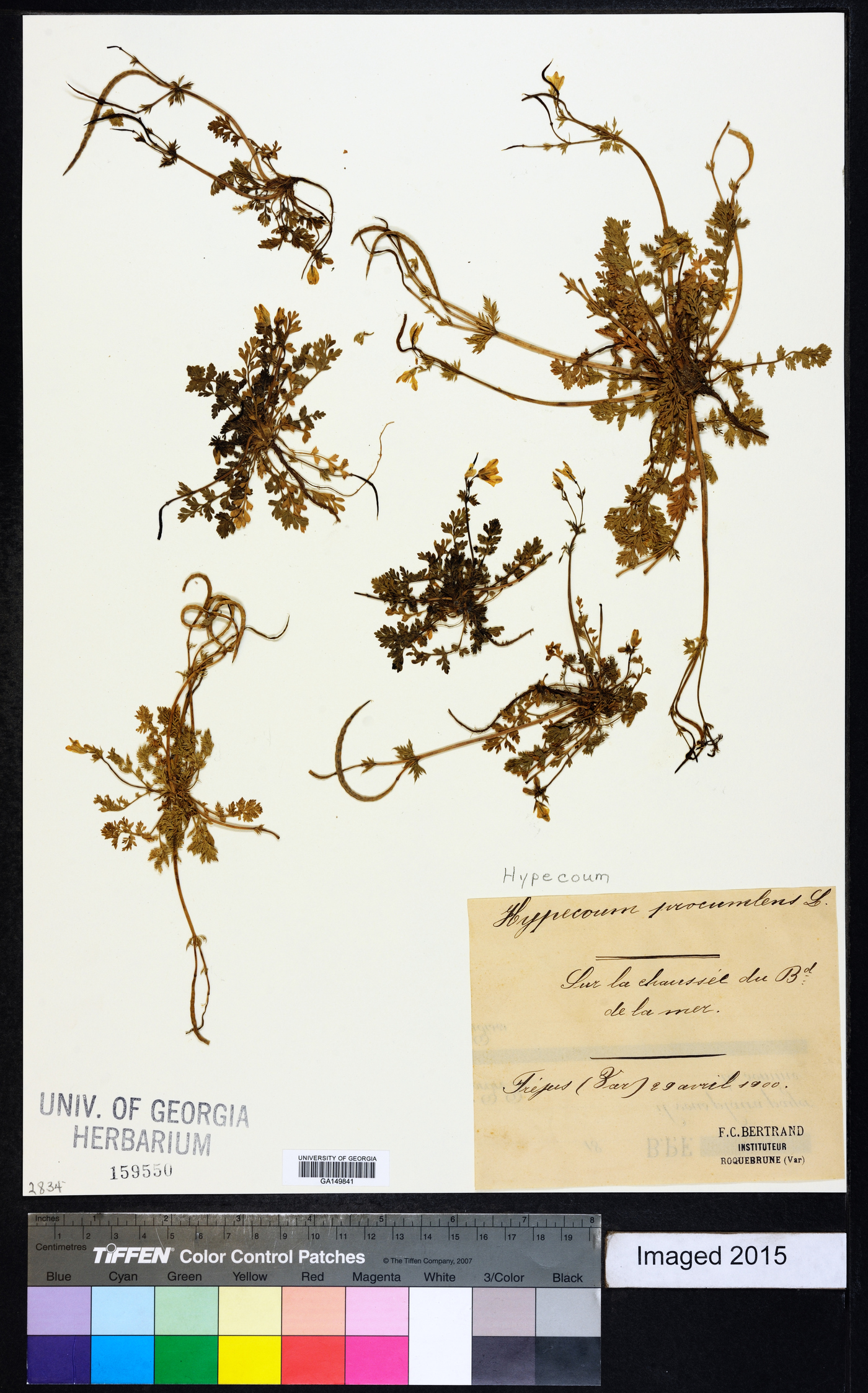 Hypecoum procumbens image