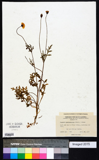 Papaver heterophyllum image