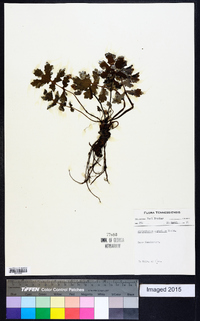 Stylophorum diphyllum image