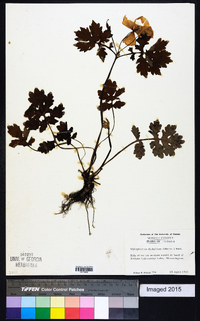 Stylophorum diphyllum image