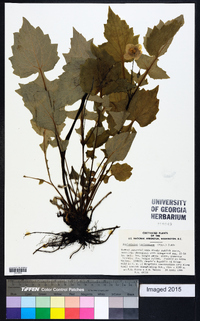 Stylophorum lasiocarpum image