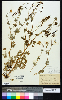 Capnoides sempervirens image